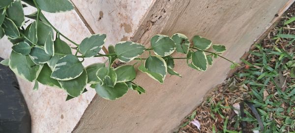 Identificação da planta Oriri por foto