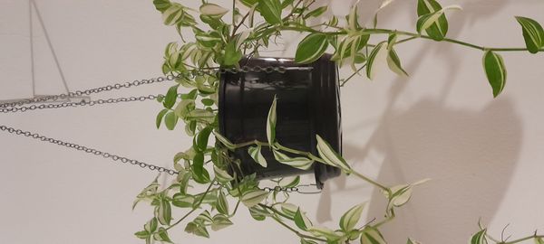 Identificação da planta Lambari por foto