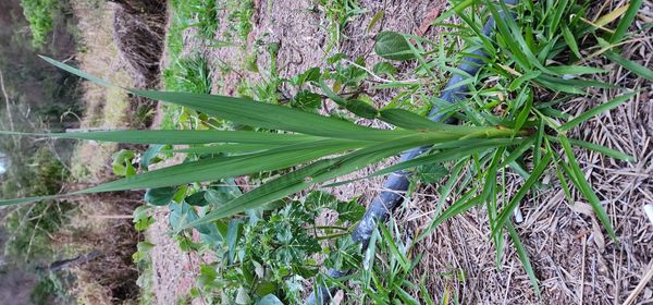 Identificação da planta Palma-de-santa-rita por foto
