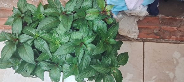 Identificação da planta Maria-sem-vergonha por foto