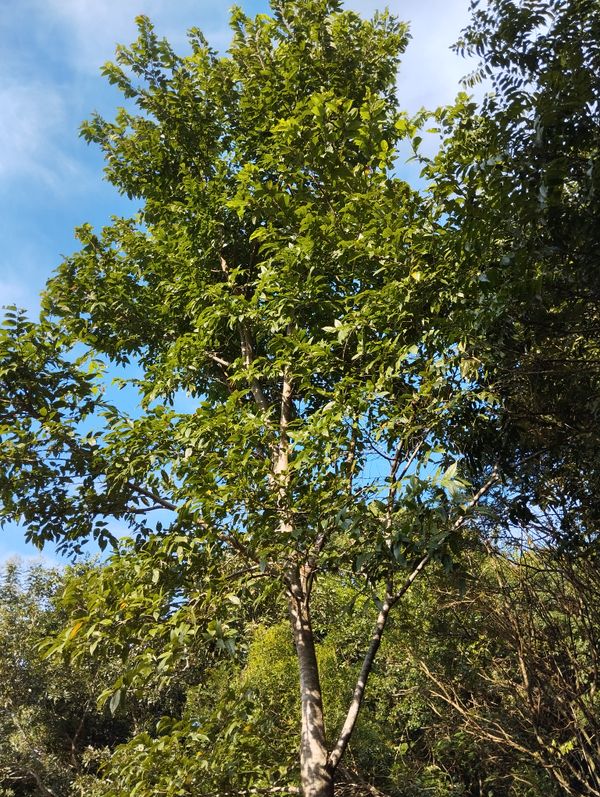 Identificação da planta Raulí por foto