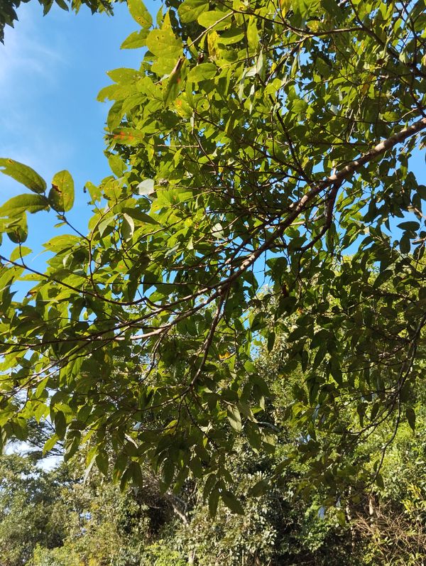 Identificação da planta Mutamba por foto
