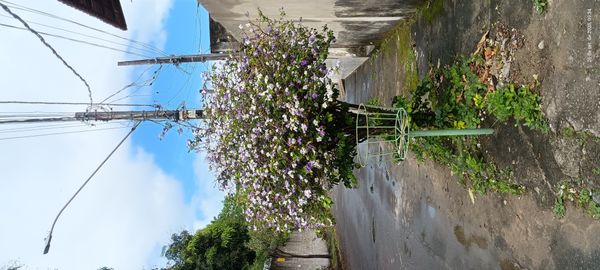 Identificação da planta Manacá-de-cheiro por foto