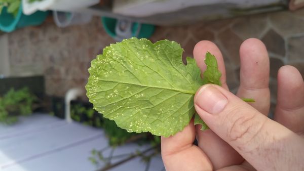 Identificação da planta Nabo-bravo por foto
