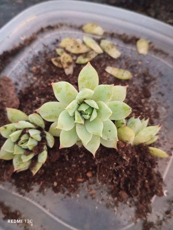 Identificação da planta Graptopetalum macdougallii não possui um nome popular amplamente reconhecido no Brasil por foto