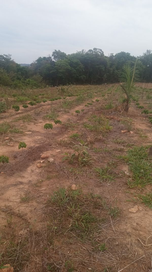 Identificação da planta Vetiver por foto