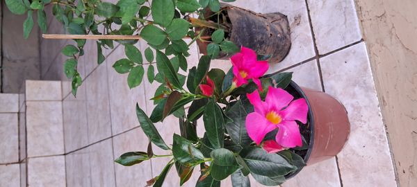 Identificação da planta Dipladênia por foto