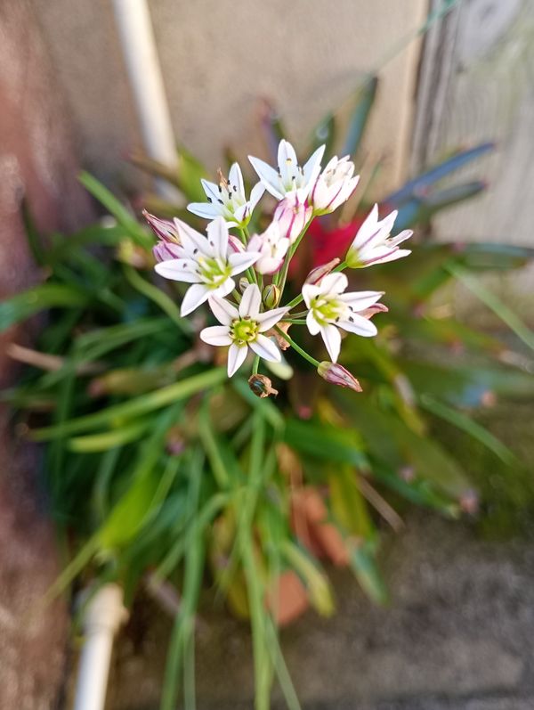 Identificação da planta Alho falso por foto