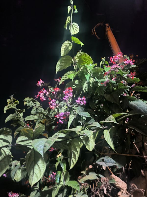 Identificação da planta Lágrima-de-cristo-vermelha por foto