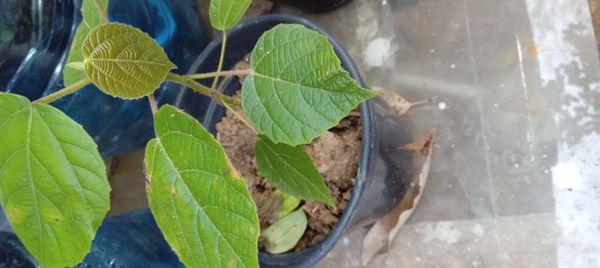 Identificação da planta Tapiá por foto