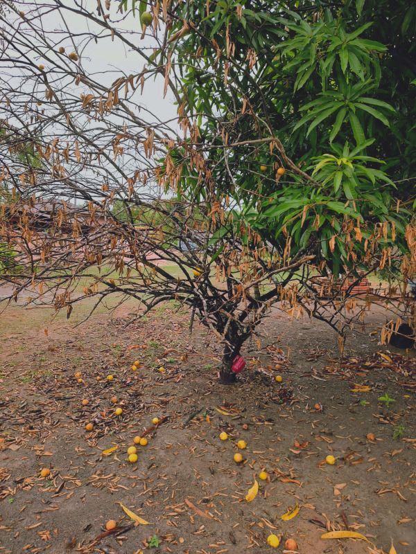 Identificação da planta Marmeleiro-do-japão por foto