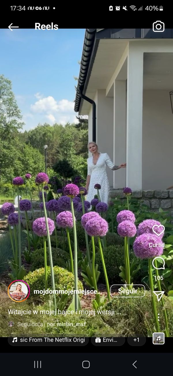 Identificação da planta Allium giganteum é conhecido como "alho-gigante" por foto
