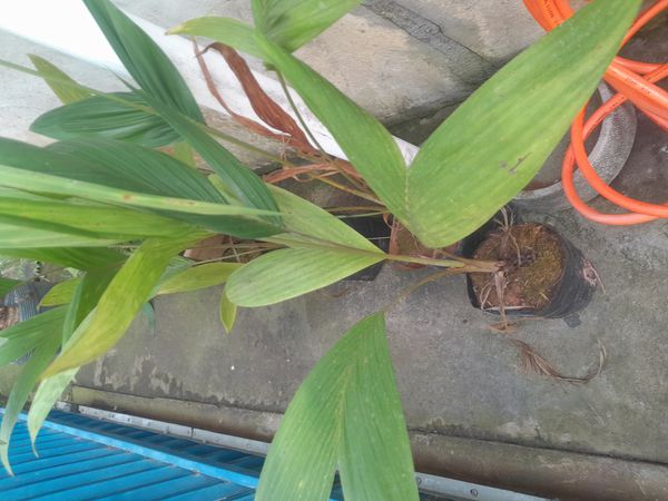 Identificação da planta Pacová por foto