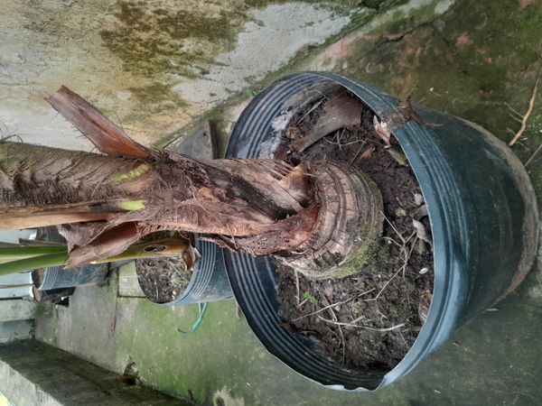 Identificação da planta Coqueiro-do-chile por foto