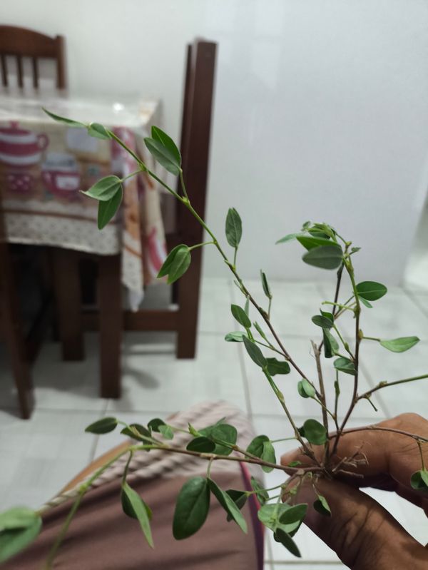 Identificação da planta Catapreta por foto