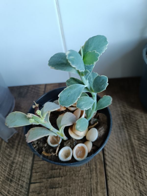 Identificação da planta Planta-panda por foto