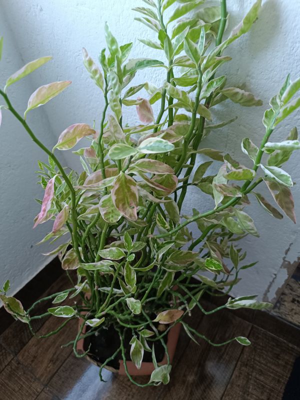 Identificação da planta Dois Amores por foto