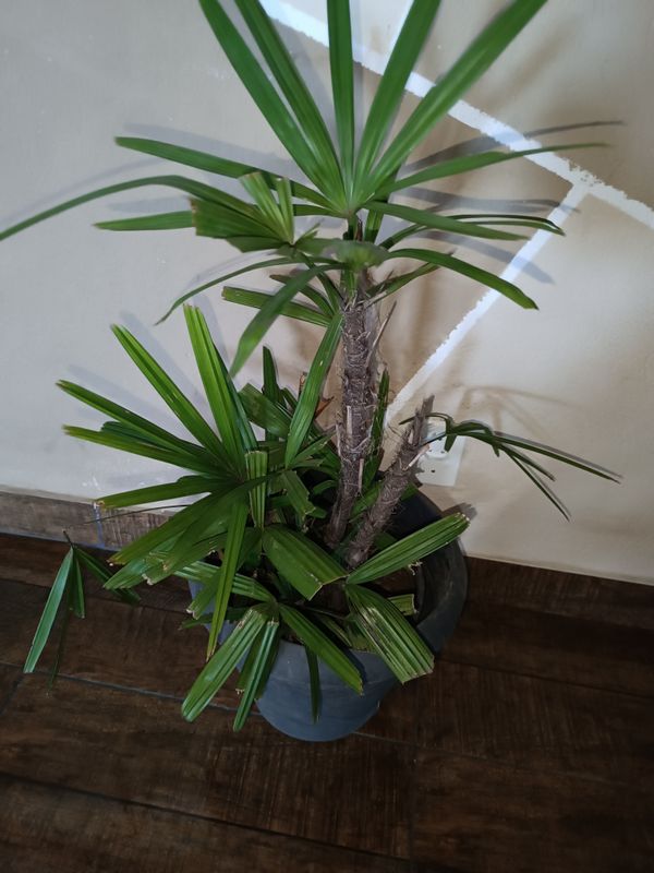 Identificação da planta Palmeira-ráfis por foto