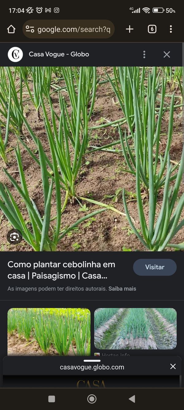 Identificação da planta Cebola por foto