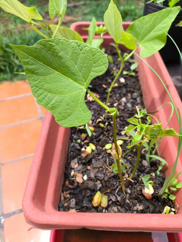 Identificação da planta Feijão por foto