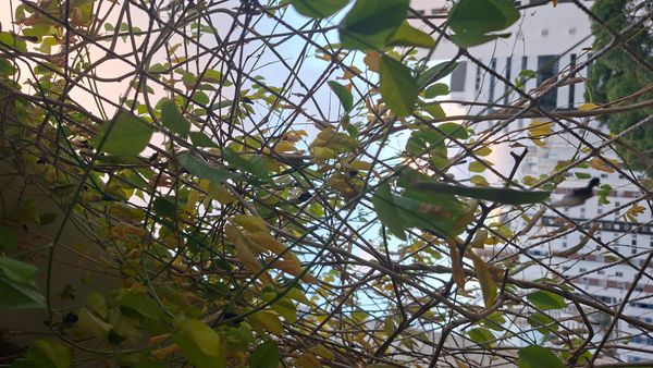 Identificação da planta Feijão-borboleta por foto
