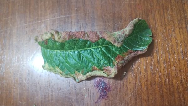 Identificação da planta Goiabeira por foto