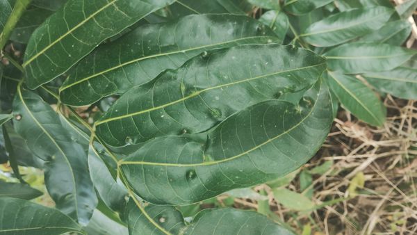 Identificação da planta Breu-branco por foto