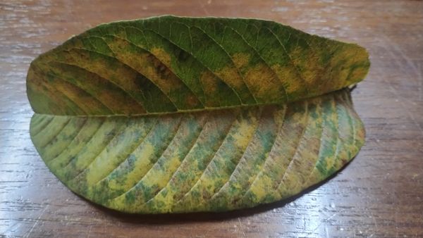 Identificação da planta Goiabeira por foto