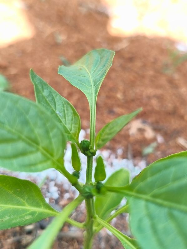 Identificação da planta Pimenta por foto