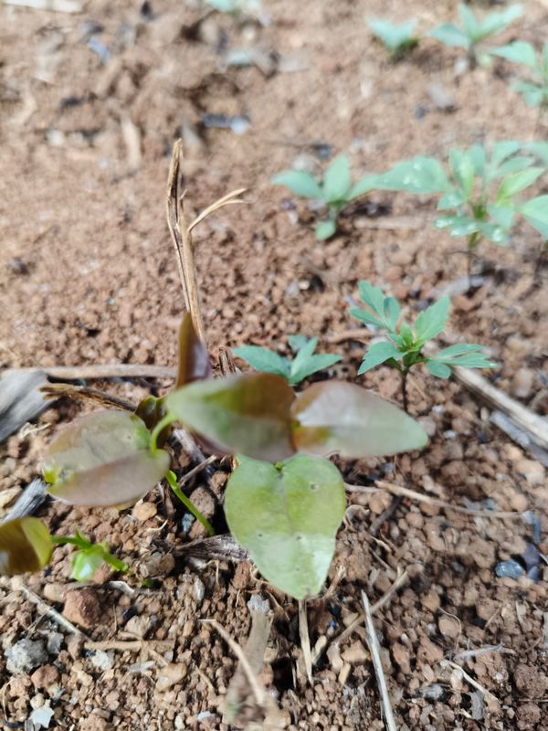 Identificação da planta Pitanga por foto