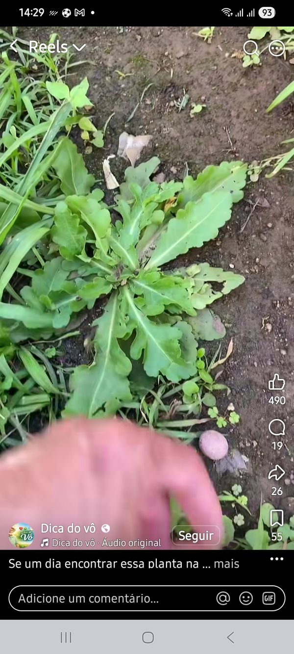 Identificação da planta Buva por foto