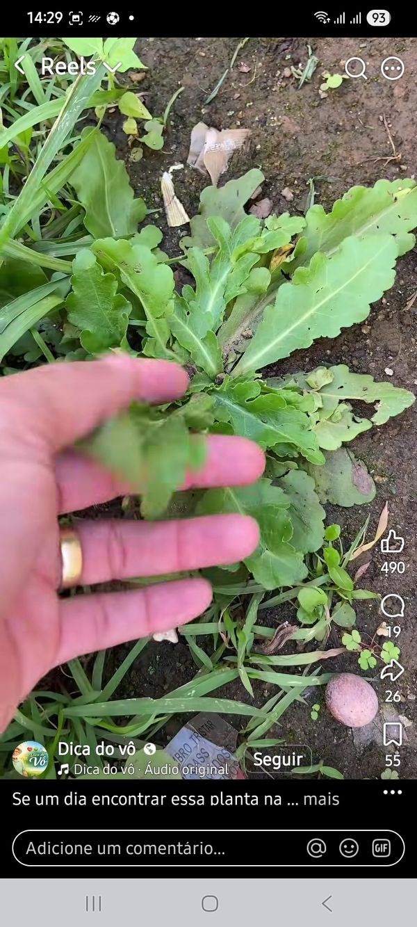 Identificação da planta Buva por foto