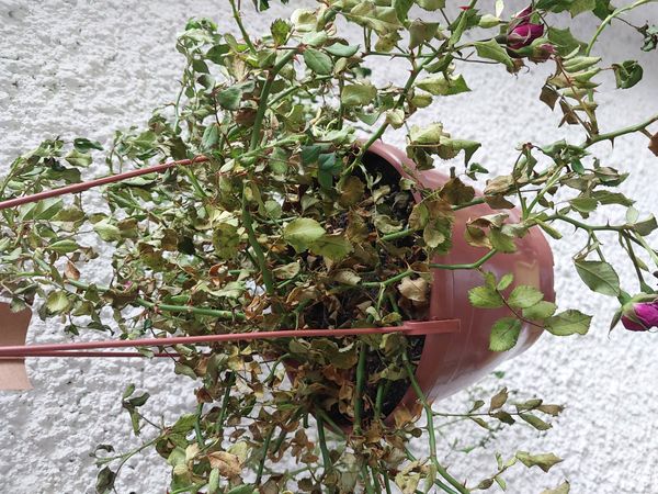 Identificação da planta Rosa Menina por foto