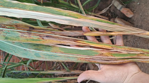 Identificação da planta Cana-de-açúcar por foto