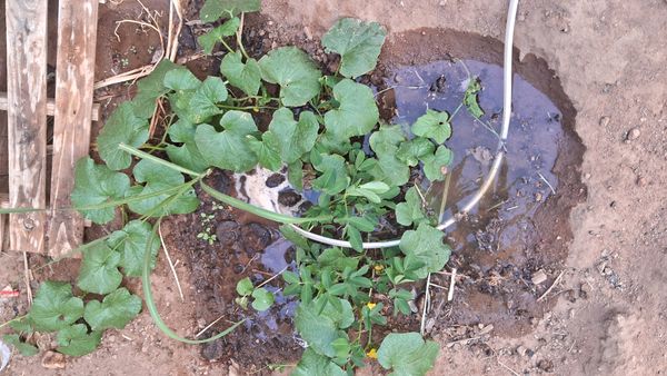 Identificação da planta Melão por foto