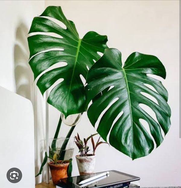 Identificação da planta Imbé-gigante por foto