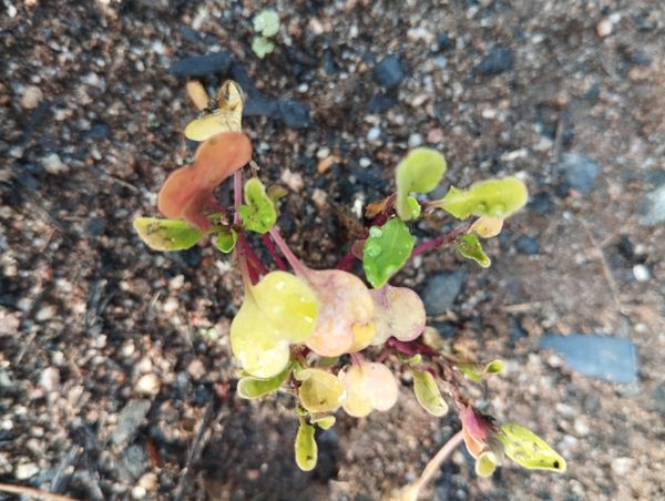 Identificação da planta Rúcula por foto