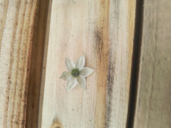Identificação da planta Pimenta por foto