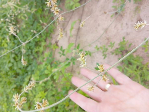 Identificação da planta Capim-de-burro por foto