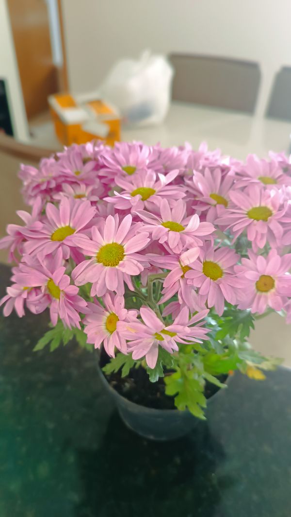 Identificação da planta Piretro por foto