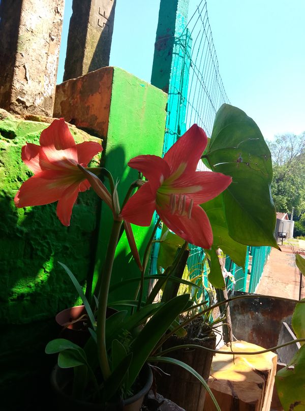 Identificação da planta Açucena por foto