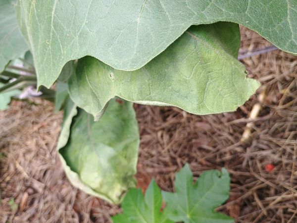 Identificação da planta Berinjela por foto
