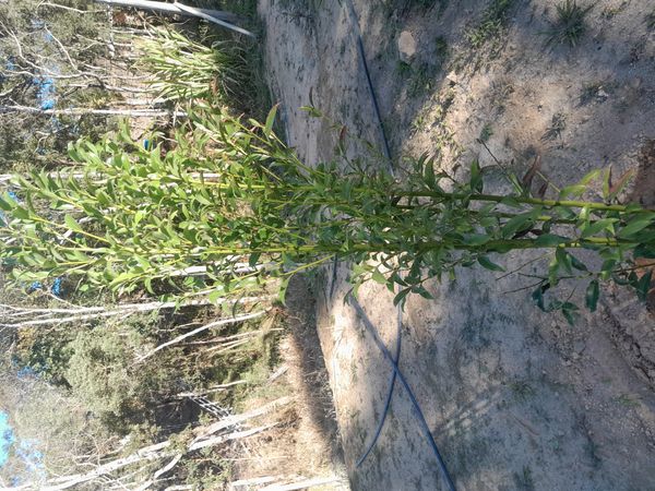 Identificação da planta Pinheiro-de-buda por foto