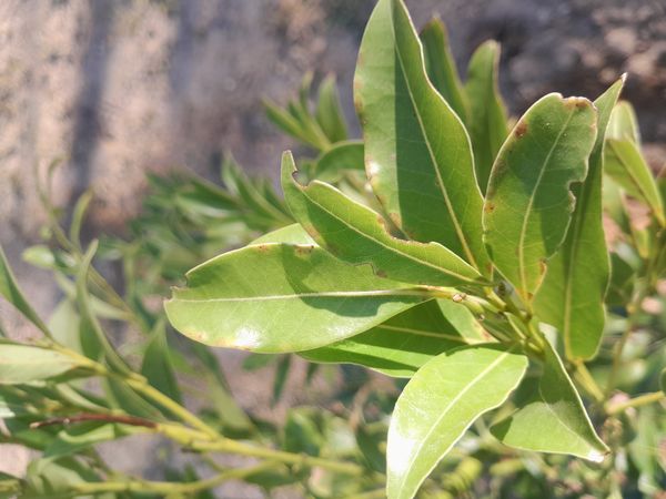 Identificação da planta Barbuzano por foto