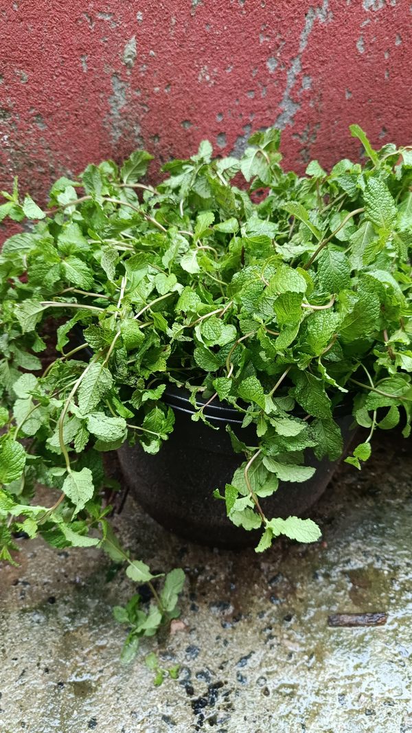 Identificação da planta Hortelã por foto