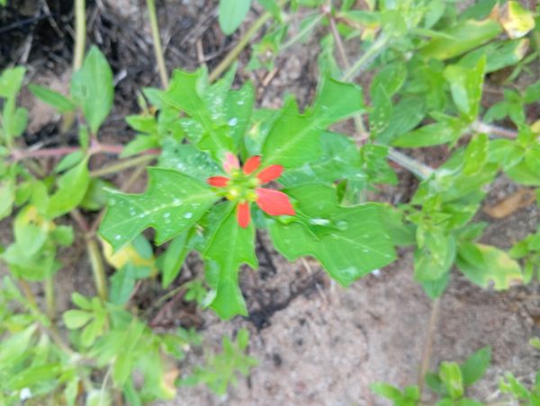 Identificação da planta Leiteira por foto