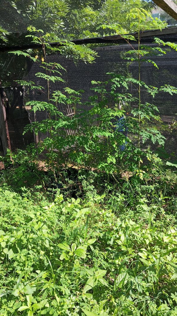 Identificação da planta Moringa por foto