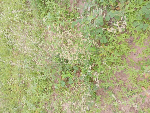Identificação da planta Capim-de-burro por foto