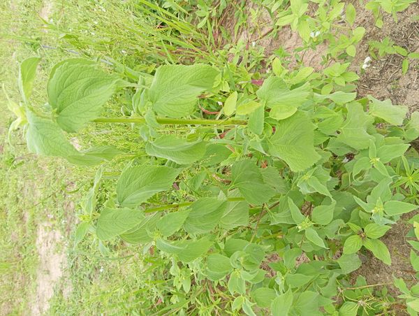 Identificação da planta Ramie por foto