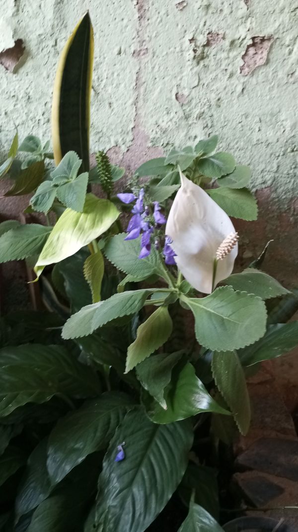 Identificação da planta Boldo por foto
